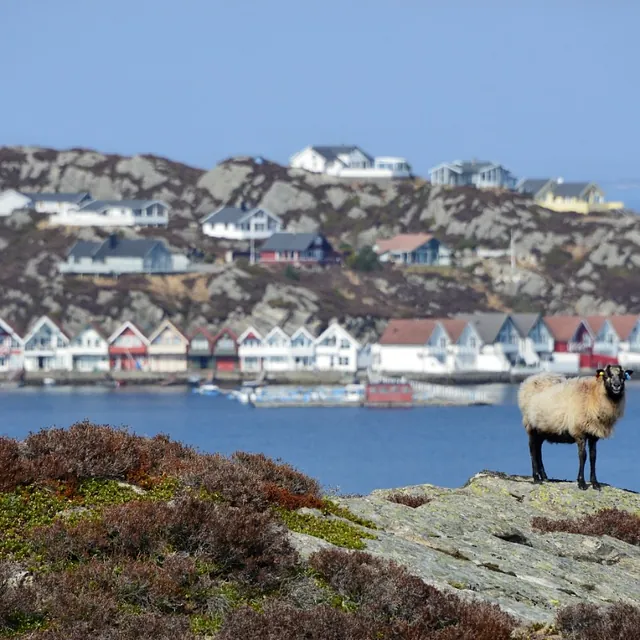 Geit på skjær ved havet