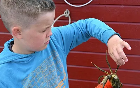 Barn som drar opp krabbe fra håv